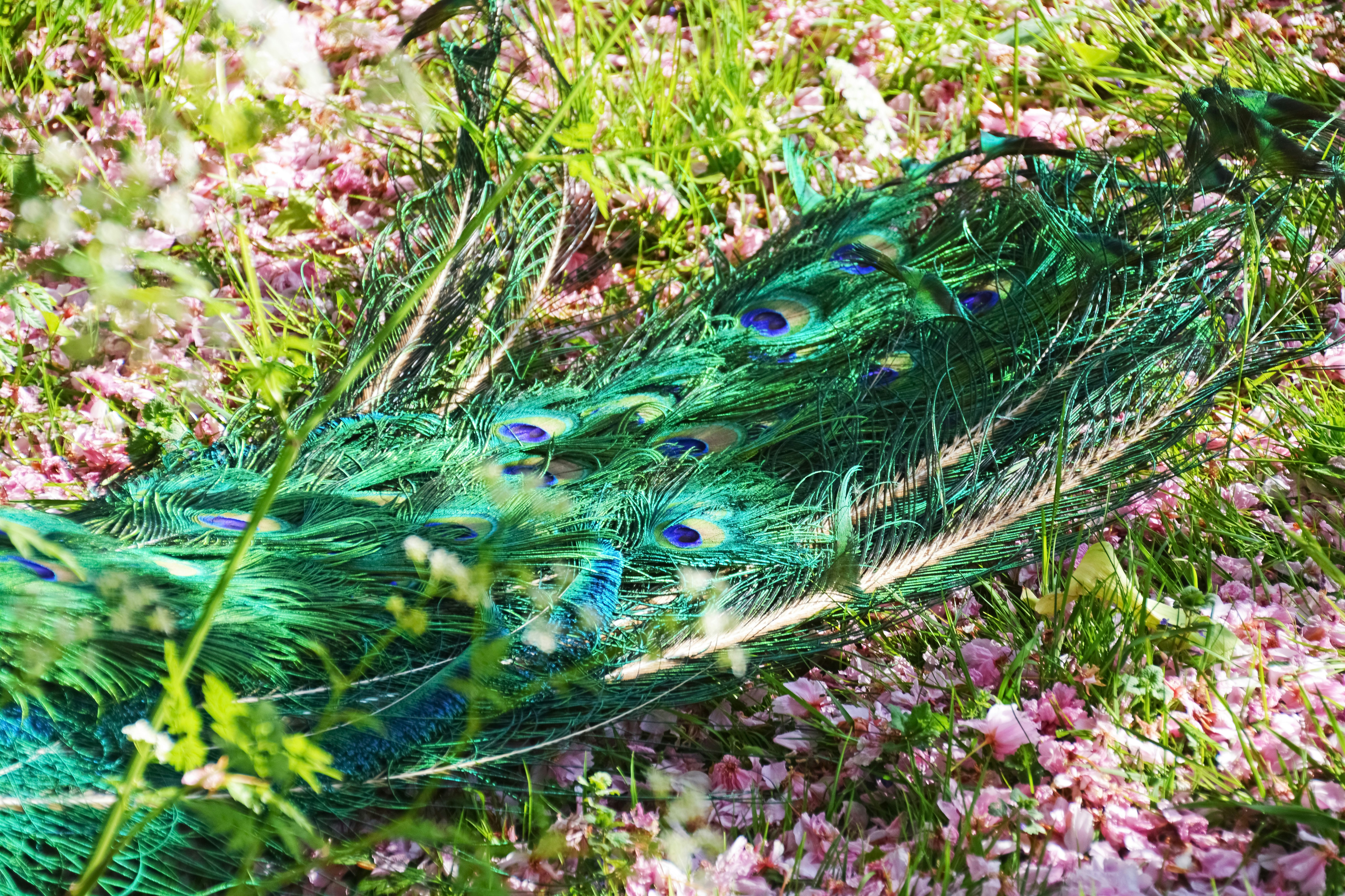blue green and brown peacock feather on ground